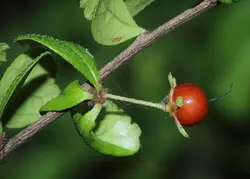 بذر دمنوش فیوکین <br> تعداد یک عدد بذر <br> Fukien Tea <br><i><b> Ehretia microphylla </i> Seeds </b>