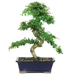 بذر دمنوش فیوکین <br> تعداد یک عدد بذر <br> Fukien Tea <br><i><b> Ehretia microphylla </i> Seeds </b>