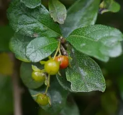 بذر دمنوش فیوکین <br> تعداد یک عدد بذر <br> Fukien Tea <br><i><b> Ehretia microphylla </i> Seeds </b>