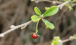 بذر دمنوش فیوکین <br> تعداد یک عدد بذر <br> Fukien Tea <br><i><b> Ehretia microphylla </i> Seeds </b>