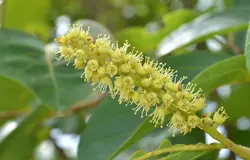 بذر درخت هلیله <br> تعداد 1 عدد بذر <br> Myrobalan Tree <br><i><b> Terminalia chebula </i> Seeds </b>