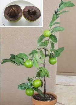 بذر ساپوت سیاه <br> بسته یک عددی <br> Black Sapote <br><i><b> Diospyros nigra </i> Seeds </b>