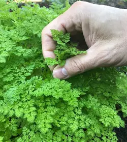 بذر سبزیجات چرویل <br> بسته 20 عددی <br> Chervil <br><i><b> Anthriscus cerefolium </i> Seeds </b>