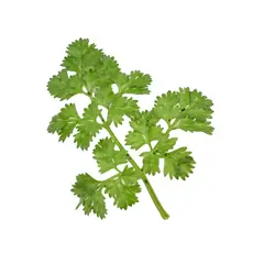 بذر سبزیجات چرویل <br> بسته 20 عددی <br> Chervil <br><i><b> Anthriscus cerefolium </i> Seeds </b>