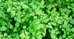 بذر سبزیجات چرویل <br> بسته 20 عددی <br> Chervil <br><i><b> Anthriscus cerefolium </i> Seeds </b>
