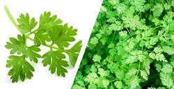 بذر سبزیجات چرویل <br> بسته 20 عددی <br> Chervil <br><i><b> Anthriscus cerefolium </i> Seeds </b>