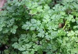 بذر سبزیجات چرویل <br> بسته 20 عددی <br> Chervil <br><i><b> Anthriscus cerefolium </i> Seeds </b>