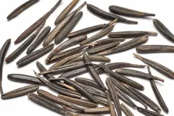 بذر سبزیجات چرویل <br> بسته 20 عددی <br> Chervil <br><i><b> Anthriscus cerefolium </i> Seeds </b>