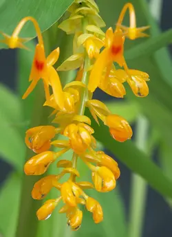 بذر زنجبیل رقصنده <br> بسته یک عددی <br> Dancing Girl Ginger <br><i><b> Globba schomburgkii </i> Seeds </b>