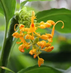 بذر زنجبیل رقصنده <br> بسته یک عددی <br> Dancing Girl Ginger <br><i><b> Globba schomburgkii </i> Seeds </b>