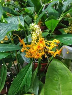 بذر زنجبیل رقصنده <br> بسته یک عددی <br> Dancing Girl Ginger <br><i><b> Globba schomburgkii </i> Seeds </b>