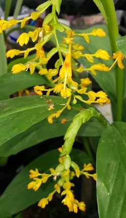 بذر زنجبیل رقصنده <br> بسته یک عددی <br> Dancing Girl Ginger <br><i><b> Globba schomburgkii </i> Seeds </b>