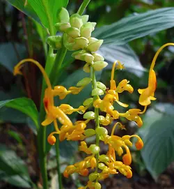 بذر زنجبیل رقصنده <br> بسته یک عددی <br> Dancing Girl Ginger <br><i><b> Globba schomburgkii </i> Seeds </b>