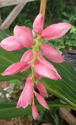 بذر زنجبیل سردسیری <br> بسته 5 عددی <br> Pink Perfection Ginger <br><i><b> Alpinia hainanensis </i> Seeds </b>