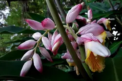 بذر زنجبیل سردسیری <br> بسته 5 عددی <br> Pink Perfection Ginger <br><i><b> Alpinia hainanensis </i> Seeds </b>