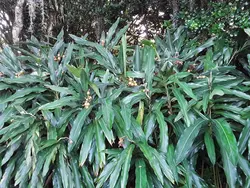 بذر زنجبیل سردسیری <br> بسته 5 عددی <br> Pink Perfection Ginger <br><i><b> Alpinia hainanensis </i> Seeds </b>