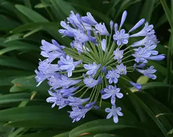 بذر سوسن آفریقایی <br> بسته یک عددی <br> African Blue Lily <br><i><b> Agapanthus praecox </i> Seeds </b>