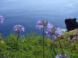 بذر سوسن آفریقایی <br> بسته یک عددی <br> African Blue Lily <br><i><b> Agapanthus praecox </i> Seeds </b>