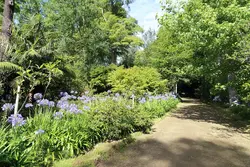 بذر سوسن آفریقایی <br> بسته یک عددی <br> African Blue Lily <br><i><b> Agapanthus praecox </i> Seeds </b>