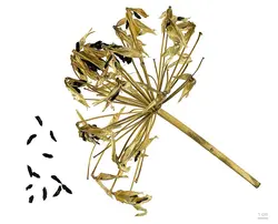 بذر سوسن آفریقایی <br> بسته یک عددی <br> African Blue Lily <br><i><b> Agapanthus praecox </i> Seeds </b>