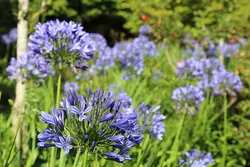 بذر سوسن آفریقایی <br> بسته یک عددی <br> African Blue Lily <br><i><b> Agapanthus praecox </i> Seeds </b>