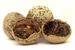 بذر سیب چوبی <br> (مرکبات چوبی) <br> بسته 5 عددی <br> Wood Apple <br><i><b> Limonia acidissima </i> Seeds </b>