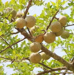 بذر سیب چوبی <br> (مرکبات چوبی) <br> بسته 5 عددی <br> Wood Apple <br><i><b> Limonia acidissima </i> Seeds </b>