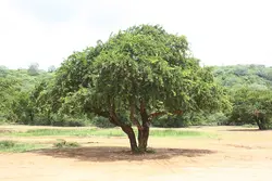 بذر سیب چوبی <br> (مرکبات چوبی) <br> بسته 5 عددی <br> Wood Apple <br><i><b> Limonia acidissima </i> Seeds </b>