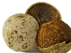 بذر سیب چوبی <br> (مرکبات چوبی) <br> بسته 5 عددی <br> Wood Apple <br><i><b> Limonia acidissima </i> Seeds </b>