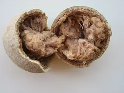 بذر سیب چوبی <br> (مرکبات چوبی) <br> بسته 5 عددی <br> Wood Apple <br><i><b> Limonia acidissima </i> Seeds </b>
