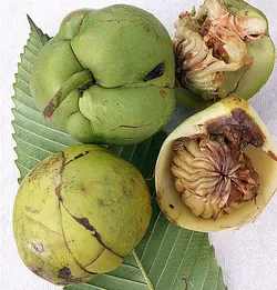 بذر سیب فیل <br> بسته 5 عددی <br> Elephant Apple <br><i><b> Dillenia indica </i> Seeds </b>