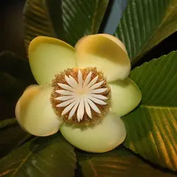 بذر سیب فیل <br> بسته 5 عددی <br> Elephant Apple <br><i><b> Dillenia indica </i> Seeds </b>