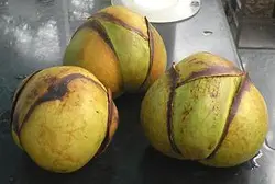 بذر سیب فیل <br> بسته 5 عددی <br> Elephant Apple <br><i><b> Dillenia indica </i> Seeds </b>