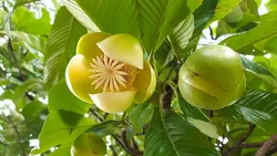 بذر سیب فیل <br> بسته 5 عددی <br> Elephant Apple <br><i><b> Dillenia indica </i> Seeds </b>