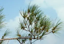 بذر شبه کاج استرالیایی <br> بسته یک عددی <br> Australian Pine Tree <br><i><b> Casuarina equisetifolia </i> Seeds </b>