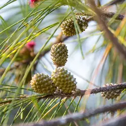 بذر شبه کاج استرالیایی <br> بسته یک عددی <br> Australian Pine Tree <br><i><b> Casuarina equisetifolia </i> Seeds </b>