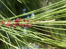 بذر شبه کاج استرالیایی <br> بسته یک عددی <br> Australian Pine Tree <br><i><b> Casuarina equisetifolia </i> Seeds </b>