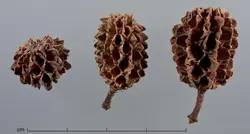 بذر شبه کاج استرالیایی <br> بسته یک عددی <br> Australian Pine Tree <br><i><b> Casuarina equisetifolia </i> Seeds </b>