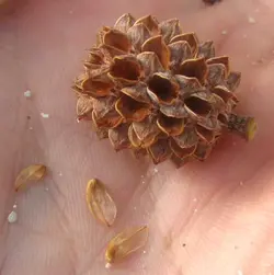 بذر شبه کاج استرالیایی <br> بسته یک عددی <br> Australian Pine Tree <br><i><b> Casuarina equisetifolia </i> Seeds </b>
