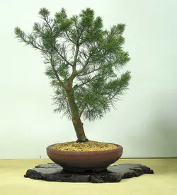 بذر شبه کاج استرالیایی <br> بسته یک عددی <br> Australian Pine Tree <br><i><b> Casuarina equisetifolia </i> Seeds </b>