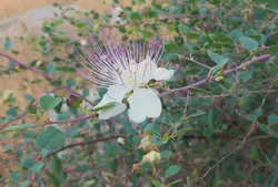 بذر کبر یا لگجی <br> بسته 20 عددی <br> Caper berry <br><i><b> Capparis spinosa </i> Seeds </b>