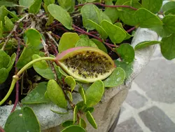 بذر کبر یا لگجی <br> بسته 20 عددی <br> Caper berry <br><i><b> Capparis spinosa </i> Seeds </b>