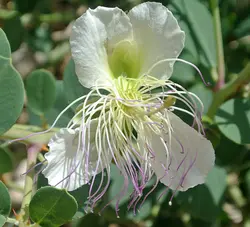 بذر کبر یا لگجی <br> بسته 20 عددی <br> Caper berry <br><i><b> Capparis spinosa </i> Seeds </b>
