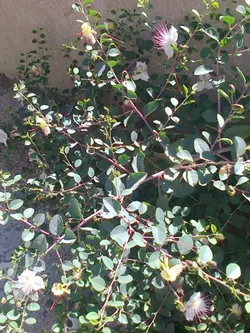 بذر کبر یا لگجی <br> بسته 20 عددی <br> Caper berry <br><i><b> Capparis spinosa </i> Seeds </b>