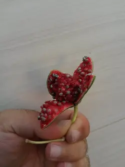 بذر کبر یا لگجی <br> بسته 20 عددی <br> Caper berry <br><i><b> Capparis spinosa </i> Seeds </b>
