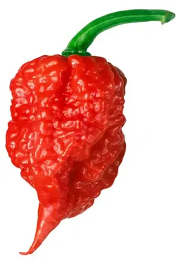 بذر فلفل کارولینا ریپر <br> بسته 5 عددی <br> Carolina reaper Pepper <br><i><b> Capsicum chinense Carolina reaper </i> Seeds </b>
