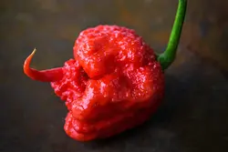 بذر فلفل کارولینا ریپر <br> بسته 5 عددی <br> Carolina reaper Pepper <br><i><b> Capsicum chinense Carolina reaper </i> Seeds </b>