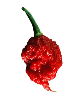 بذر فلفل کارولینا ریپر <br> بسته 5 عددی <br> Carolina reaper Pepper <br><i><b> Capsicum chinense Carolina reaper </i> Seeds </b>