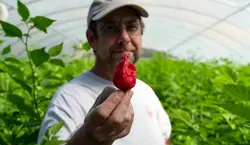 بذر فلفل کارولینا ریپر <br> بسته 5 عددی <br> Carolina reaper Pepper <br><i><b> Capsicum chinense Carolina reaper </i> Seeds </b>