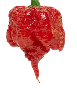 بذر فلفل کارولینا ریپر <br> بسته 5 عددی <br> Carolina reaper Pepper <br><i><b> Capsicum chinense Carolina reaper </i> Seeds </b>